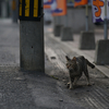 近隣繁華街のねこさん