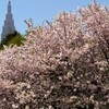 八重桜満開の新宿御苑