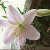 今日の庭仕事＜６月４日＞★贈り物★相棒