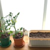 トマトの苗と朝顔の種を植えたよ。