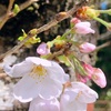 桜🌸〜
