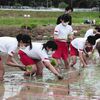 町野小の生徒の皆さんが稲穂が育つとアート作品になる古代米の田植えを行いました