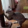 猫、修行中。