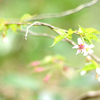 チョウジザクラ：丁子桜