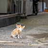 近隣繁華街のねこさん