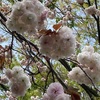 桜 XI