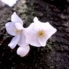 2010年に撮った桜の写真