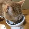 猫の避妊手術後 エリザベスカラーはいつまで着けるべきなのか むぎちゃんにグルメを添えて 猫の避妊手術後 エリザベスカラーはいつまで着けるべきなのか むぎちゃんにグルメを添えて