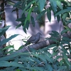 インカバト Inca Dove