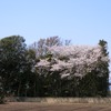 4月3日の桜＆二日間の独り言