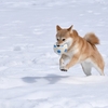 今日は「大雪」～十二月節の始まり