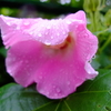 雨降りの日に 芙蓉とかたつむり