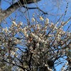 きなこ、振り回される