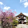 堀川周辺の桜の名所めぐり③妙顕寺　～京都初の日蓮宗寺院