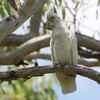 アカビタイムジオウム(Little Corella)