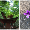 Plants in Shonan iPark Forest and Waka Poem, Violets