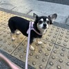 まろにー3399日目