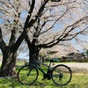 サクラそして新自転車がやって来た！
