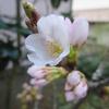 拾い物の桜の開花