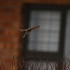 ゴマフハウチワドリ(Karoo Prinia)