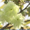 薄緑色の花を咲かせるサクラ『御衣黄』