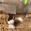 くろごまあん309日目