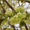 新宿御苑で八重桜を見る(2)