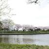 水元公園の桜