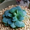 🌵多肉植物　可愛く変化した静夜　他🌵