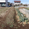 今日は西側を除草