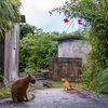 宮古諸島のねこさん