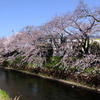 小田原市内散策　　山王川沿いの桜