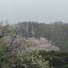 　根岸・大岡川桜散歩