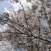 吉野山にて花見