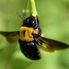 carpenter bee