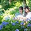 鎌倉の風物詩、紫陽花のシーズン到来！！？