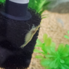 俺ぬし水族館　飼育観察記Ⅵ　―生命の息吹―