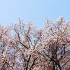 桜咲く