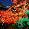 大山紅葉ライトアップ (伊勢原市) 2018年11月17日(土)～2018年11月25日(日)