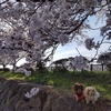 三郷放水路の桜