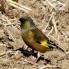 綺麗なカワラヒワ
