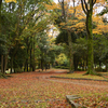 ２０１６年１１月１９日　まだ紅葉には早かったのか