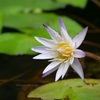 夏の花たち