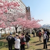 カワヅザクラ見ごろ　江戸川区・旧中川沿い