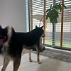 黒柴 🐶 つん