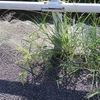 Cyperus microiria　カヤツリグサ