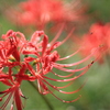 彼岸花と秋の花