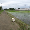 田んぼと今年のバラの記録