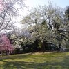 2025年4月6日（日）　ことしも “ 近場の楽園 ” へ行く。