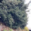 大豊作のウバメガシの実　No273